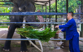 Thái Lan đòi lại voi sau 22 năm tặng Sri Lanka