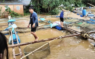 Đồng Nai: Hơn 2.000 tấn cá bè bị thiệt hại do mưa lũ