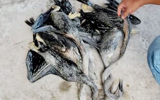 Hết mồi nhậu, vào Vườn quốc gia U Minh Thượng săn chim quý, bị tạm giữ hình sự