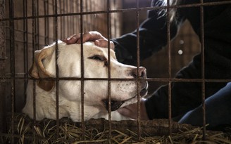 Nan giải chuyện cấm thịt chó ở Hàn Quốc