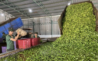 Theo bầu Đức thu hoạch sầu riêng: 'Bỏ túi' hàng trăm tỉ từ nông nghiệp tuần hoàn