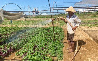 Nông dân làng rau sạch lớn nhất Đà Nẵng 'than trời' vì nước nhiễm phèn, mặn