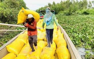Giá gạo xuất khẩu cả Việt Nam và Thái Lan cùng tăng trở lại vì sao?