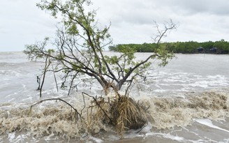 Gần 29,2 km bờ biển sạt lở, Cà Mau công bố tình huống khẩn cấp
