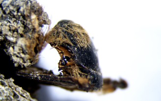 Ong xác ướp từ thời vua Solomon được tìm thấy ở Bồ Đào Nha