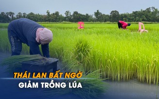 Giá gạo tăng, tại sao Thái Lan giảm trồng lúa?