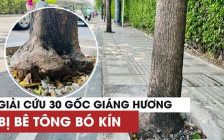 Đập bê tông giải cứu 30 cây giáng hương gần sân bay Tân Sơn Nhất