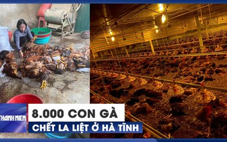 Cận cảnh trang trại chết 8.000 con gà, chính quyền kêu gọi 'giải cứu'