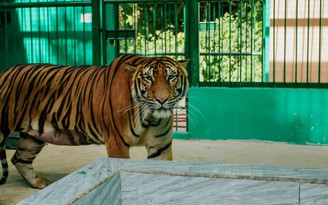 Nơi ở mới của 7 con hổ tại Phong Nha có bể tắm, sạp gỗ