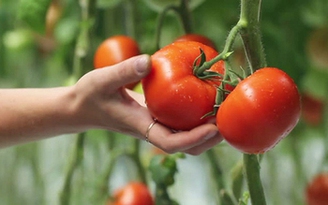 Ngày mới với tin tức sức khỏe: Ăn cà chua ngăn ngừa nhiều bệnh