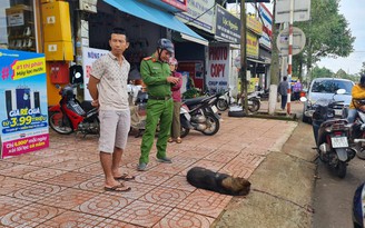 Đang vào mùa mưa, tại sao liên tục xuất hiện chó dại cắn người ở Đắk Nông?