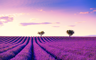 Mùa hoa lavender ở Pháp: khi vùng Provence mê hoặc bằng sắc tím
