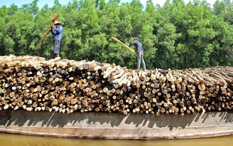 Cà Mau phát triển kinh tế lâm nghiệp Cà Mau phát triển kinh tế lâm nghiệp