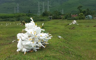 Thừa Thiên - Huế: Tiêu hủy hàng nghìn dụng cụ và 'con mồi' bẫy chim trời