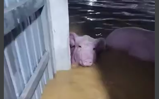 Thanh Hóa: Gần 1.200 con lợn trong trang trại bị nước lũ cuốn trôi