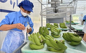 Trung Quốc chi 3,6 tỉ USD mua rau quả Việt Nam