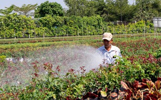 Chợ hoa xuân Bình Điền miễn phí cho cả... tiểu thương