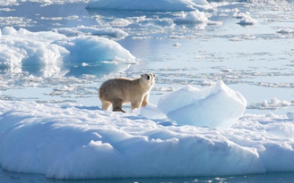 Cảnh báo cúm H5N1 lan rộng ngoài tự nhiên sau cái chết của gấu Bắc cực