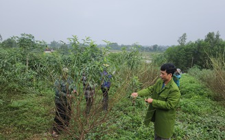 'Thủ phủ' đào phai vào vụ tuốt lá