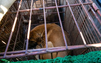 Hàn Quốc thông qua luật cấm tiêu thụ thịt chó