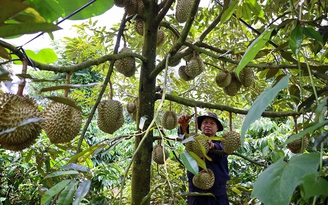Rực rỡ nông sản Việt