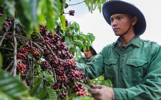 Giá cà phê tăng trở lại