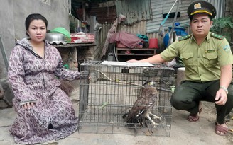 Đà Nẵng: Nhiều động vật hoang dã quý hiếm lạc vào nhà dân được cứu hộ