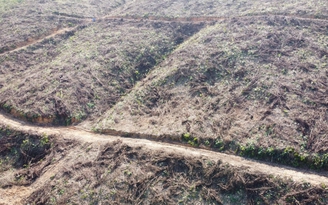 Quảng Ninh: 120.000 ha rừng nguy cơ chết héo sau siêu bão Yagi