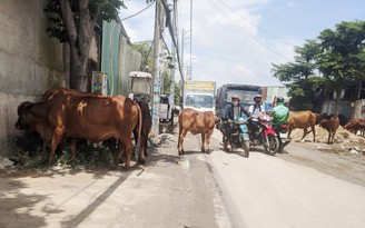 Bò thả rông trên đường