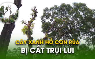 Hàng loạt cây xanh hồ Con Rùa trụi lá 'hói đầu', người dân hụt hẫng