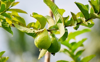 Lá ổi có lợi gì cho sức khỏe?