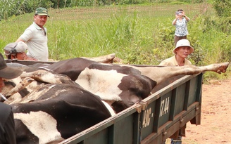 Vụ bò sữa bị chết do tiêm vắc xin: 20 hộ chưa nhận tiền đền bù