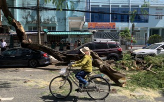 Đà Nẵng: Cây phượng gãy ngang thân, đè ô tô đậu trên đường