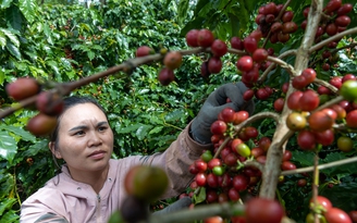 Giá cà phê bất ngờ tăng mạnh