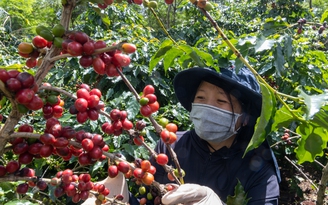 Giá cà phê robusta tiếp tục tăng mạnh