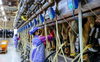 Quy trình vắt sữa khép kín hoàn hảo của TH true MILK Quy trình vắt sữa khép kín hoàn hảo của TH true MILK
