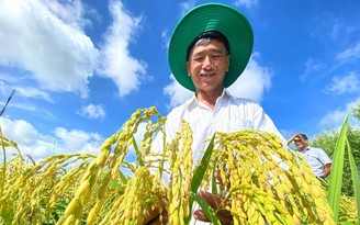 Việt Nam trúng thầu lớn, giá gạo Thái Lan bất ngờ giảm mạnh