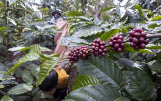 Giá cà phê tăng theo đà hồi phục của thế giới