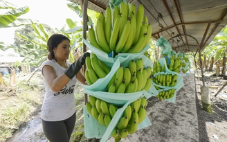 Nga gác căng thẳng liên quan Ukraine để mua chuối từ Ecuador?