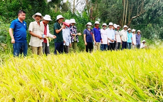 Các khách hàng lớn của Việt Nam ra sức trấn an về giá gạo nội địa