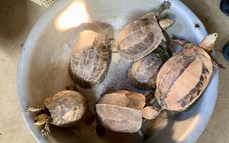 Làm vườn nhà bắt được 6 con rùa quý hiếm
