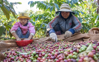 Giá cà phê biến động khó lường