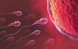 Khoa học tiết lộ điều xảy ra khi tinh trùng chạm mặt trứng