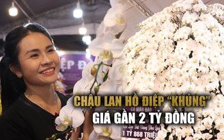 Chậu lan dát vàng xuất hiện ở khu nhà giàu: Cao 4 mét, phải dùng giàn giáo cắm hoa