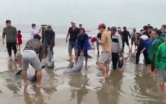Vận động ngư dân thả đàn cá heo 19 con trở lại biển