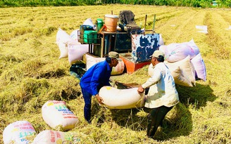 Giá gạo xuất khẩu của Việt Nam bật tăng, vì sao?