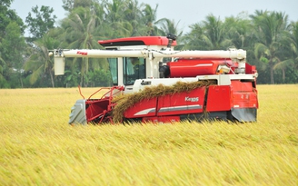 Gạo Việt trúng thầu Indonesia với giá thấp nhất