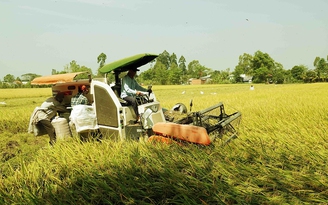 Lập sàn giao dịch lúa gạo: Xóa mờ những góc khuất thị trường