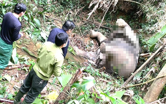 Nghệ An: Thêm một con voi hoang dã chết trong rừng
