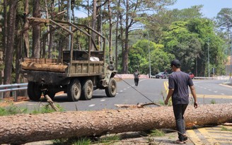 Đà Lạt khẩn cấp cưa hạ 15 cây thông trên đèo Prenn
